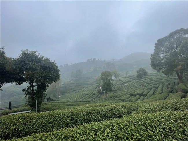法规护航西湖龙井 ——从茶园到茶杯，金字招牌是这样“炼”成的